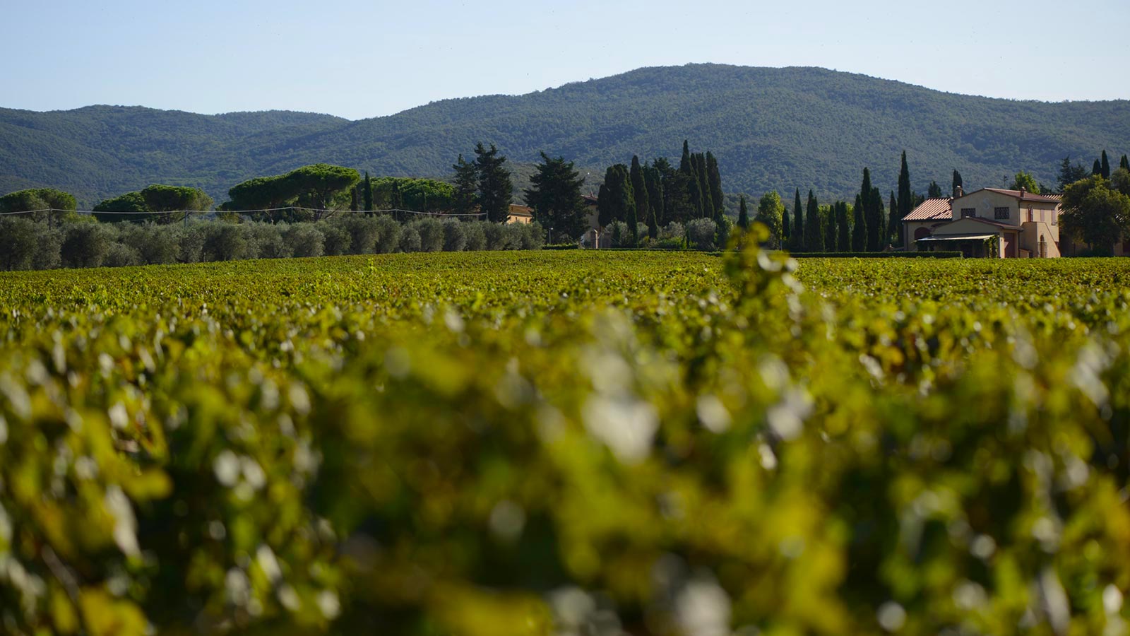 Campo Alla Sughera | Bolgheri