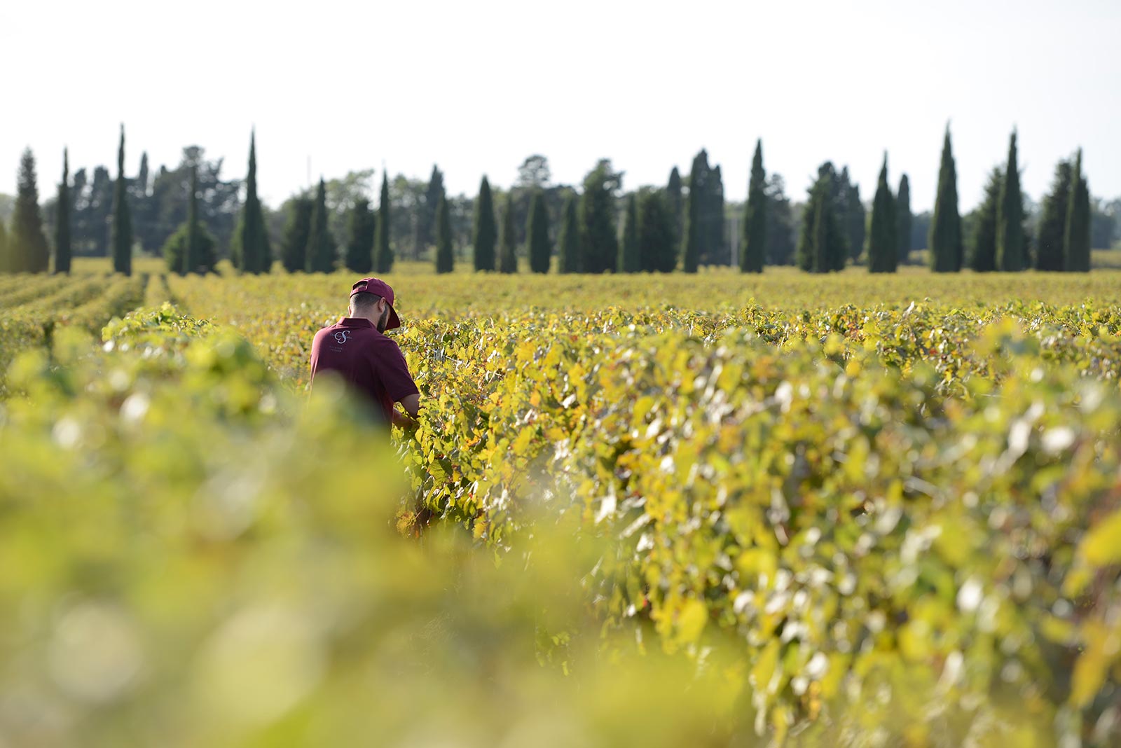 Campo Alla Sughera | Bolgheri